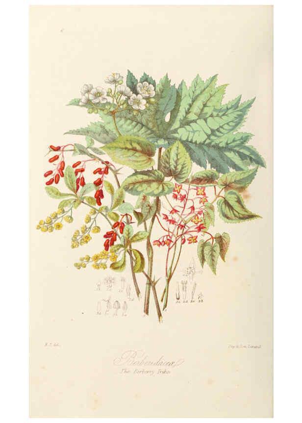 Reproducción/Reproduction 6058479361: Illustrations of the natural orders of plants with groups and descriptions. v.1 London :Sampson Low, Son, and Marston,1868