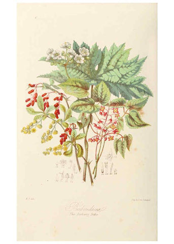 Reproducción/Reproduction 6058479361: Illustrations of the natural orders of plants with groups and descriptions. v.1 London :Sampson Low, Son, and Marston,1868