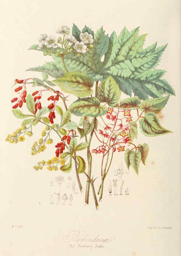 Reproducción/Reproduction 6058479361: Illustrations of the natural orders of plants with groups and descriptions. v.1 London :Sampson Low, Son, and Marston,1868