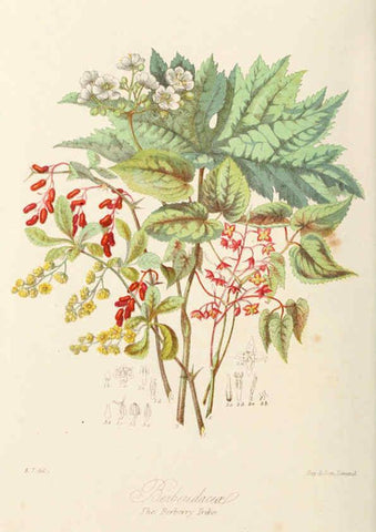 Reproducción/Reproduction 6058479361: Illustrations of the natural orders of plants with groups and descriptions. v.1 London :Sampson Low, Son, and Marston,1868