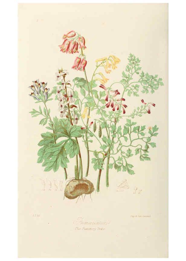 Reproducción/Reproduction 6058479519: Illustrations of the natural orders of plants with groups and descriptions. v.1 London :Sampson Low, Son, and Marston,1868