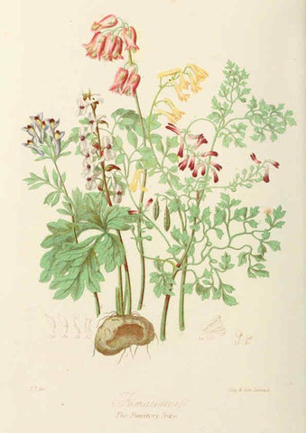 Reproducción/Reproduction 6058479519: Illustrations of the natural orders of plants with groups and descriptions. v.1 London :Sampson Low, Son, and Marston,1868