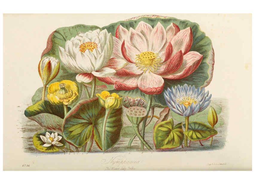 Reproducción/Reproduction 6059027690: Illustrations of the natural orders of plants with groups and descriptions. v.1 London :Sampson Low, Son, and Marston,1868