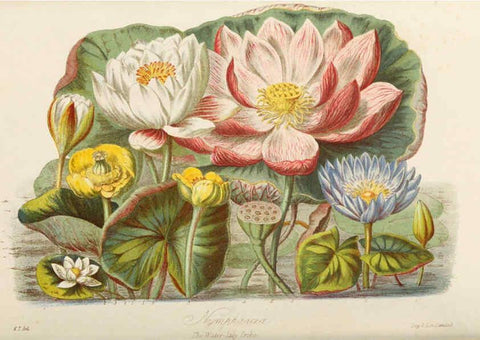 Reproducción/Reproduction 6059027690: Illustrations of the natural orders of plants with groups and descriptions. v.1 London :Sampson Low, Son, and Marston,1868
