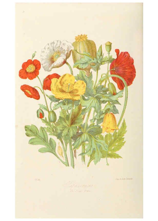 Reproducción/Reproduction 6058479943: Illustrations of the natural orders of plants with groups and descriptions. v.1 London :Sampson Low, Son, and Marston,1868
