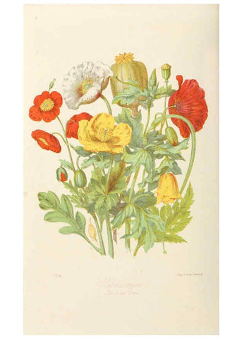 Reproducción/Reproduction 6058479943: Illustrations of the natural orders of plants with groups and descriptions. v.1 London :Sampson Low, Son, and Marston,1868