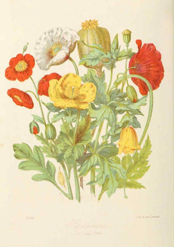 Reproducción/Reproduction 6058479943: Illustrations of the natural orders of plants with groups and descriptions. v.1 London :Sampson Low, Son, and Marston,1868