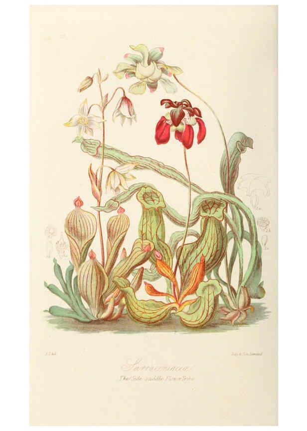 Reproducción/Reproduction 6058480135: Illustrations of the natural orders of plants with groups and descriptions. v.1 London :Sampson Low, Son, and Marston,1868