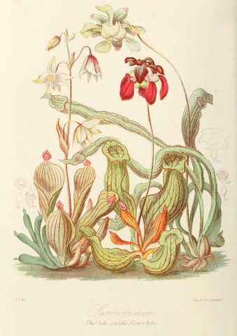 Reproducción/Reproduction 6058480135: Illustrations of the natural orders of plants with groups and descriptions. v.1 London :Sampson Low, Son, and Marston,1868
