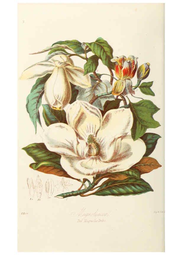Reproducción/Reproduction 6058478759: Illustrations of the natural orders of plants with groups and descriptions. v.1 London :Sampson Low, Son, and Marston,1868
