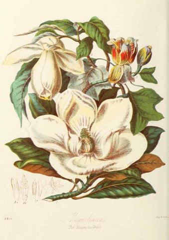 Reproducción/Reproduction 6058478759: Illustrations of the natural orders of plants with groups and descriptions. v.1 London :Sampson Low, Son, and Marston,1868