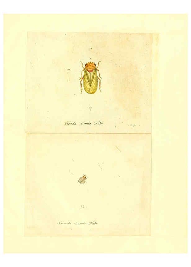 Reproducción/Reproduction 6055756783: Faunae insectorum Germanicae initia Nuremberg :Felsecker,1792-1823 