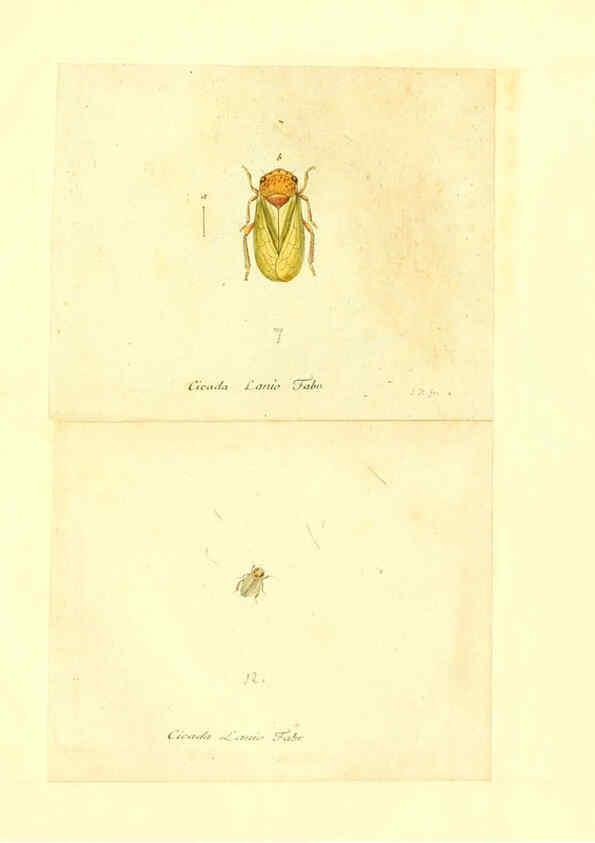 Reproducción/Reproduction 6055756783: Faunae insectorum Germanicae initia Nuremberg :Felsecker,1792-1823 