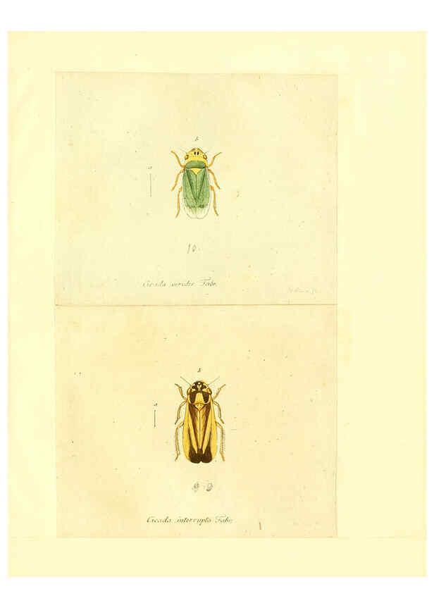 Reproducción/Reproduction 6056302778: Faunae insectorum Germanicae initia Nuremberg :Felsecker,1792-1823 