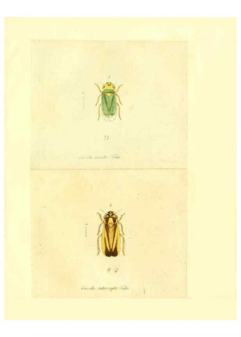 Reproducción/Reproduction 6056302778: Faunae insectorum Germanicae initia Nuremberg :Felsecker,1792-1823 