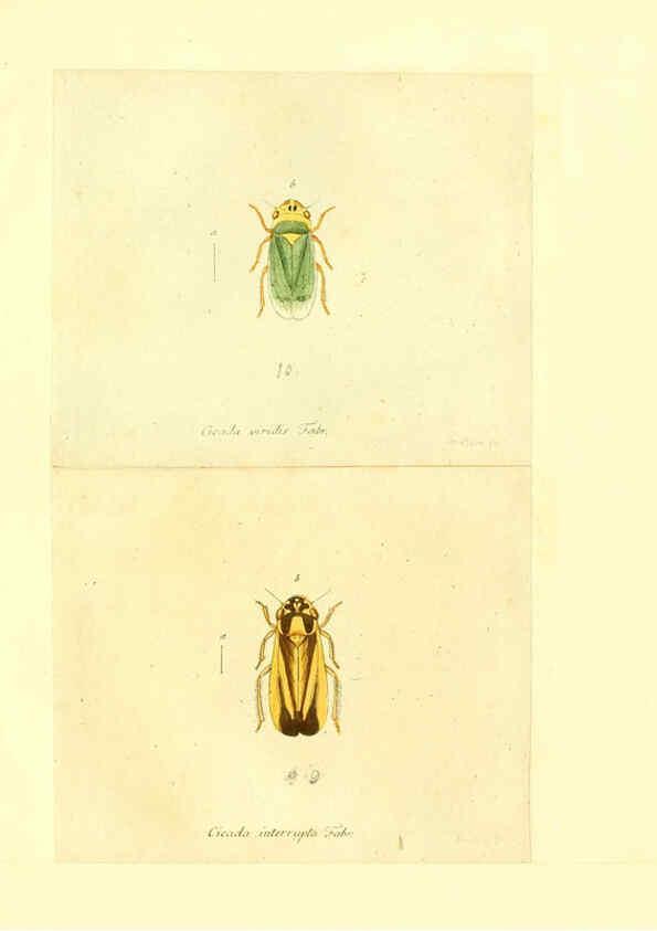 Reproducción/Reproduction 6056302778: Faunae insectorum Germanicae initia Nuremberg :Felsecker,1792-1823 