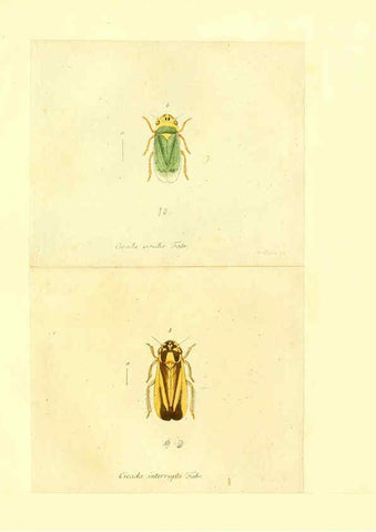 Reproducción/Reproduction 6056302778: Faunae insectorum Germanicae initia Nuremberg :Felsecker,1792-1823 