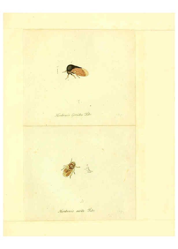 Reproducción/Reproduction 6055756041: Faunae insectorum Germanicae initia Nuremberg :Felsecker,1792-1823 