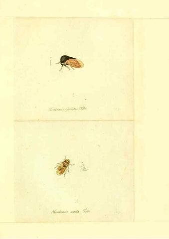 Reproducción/Reproduction 6055756041: Faunae insectorum Germanicae initia Nuremberg :Felsecker,1792-1823 