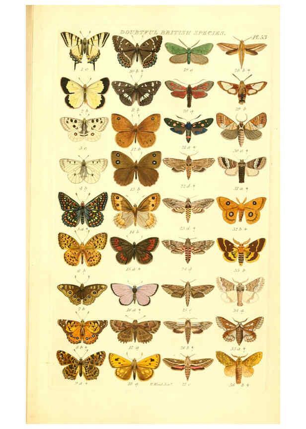 Reproducción/Reproduction 6056147396: Index entomologicus London :William Wood,1839