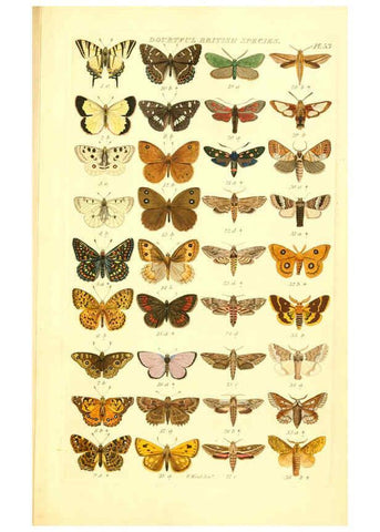 Reproducción/Reproduction 6056147396: Index entomologicus London :William Wood,1839