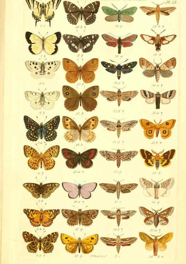 Reproducción/Reproduction 6056147396: Index entomologicus London :William Wood,1839