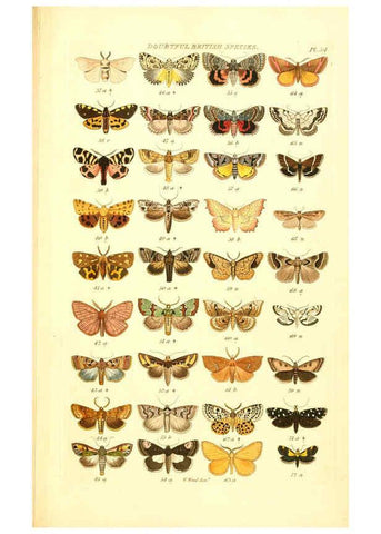 Reproducción/Reproduction 6056147696: Index entomologicus London :William Wood,1839