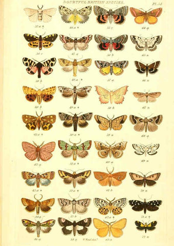 Reproducción/Reproduction 6056147696: Index entomologicus London :William Wood,1839