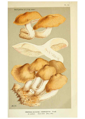Reproducción/Reproduction 6055643655: Illustrations of British fungi (Hymenomycetes) London,Williams and Norgate,1881-91