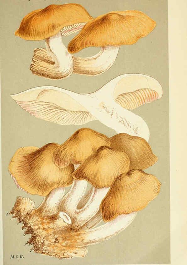 Reproducción/Reproduction 6055643655: Illustrations of British fungi (Hymenomycetes) London,Williams and Norgate,1881-91