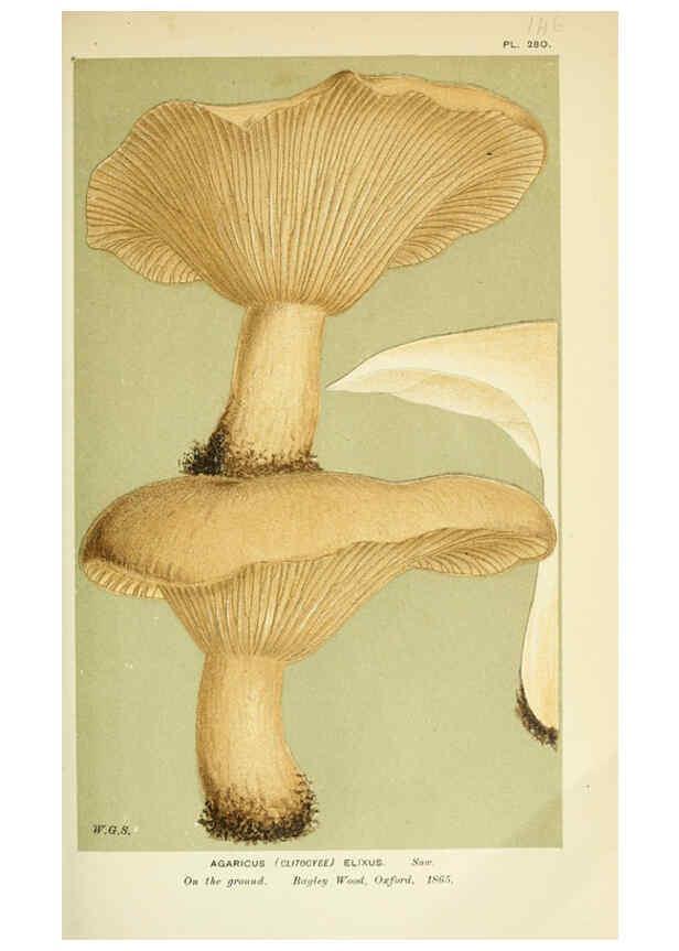 Reproducción/Reproduction 6055643967: Illustrations of British fungi (Hymenomycetes) London,Williams and Norgate,1881-91
