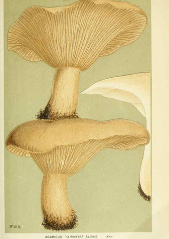 Reproducción/Reproduction 6055643967: Illustrations of British fungi (Hymenomycetes) London,Williams and Norgate,1881-91
