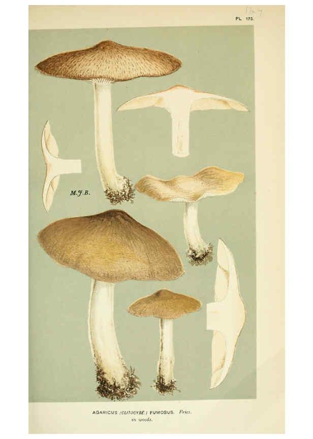 Reproducción/Reproduction 6056191032: Illustrations of British fungi (Hymenomycetes) London,Williams and Norgate,1881-91
