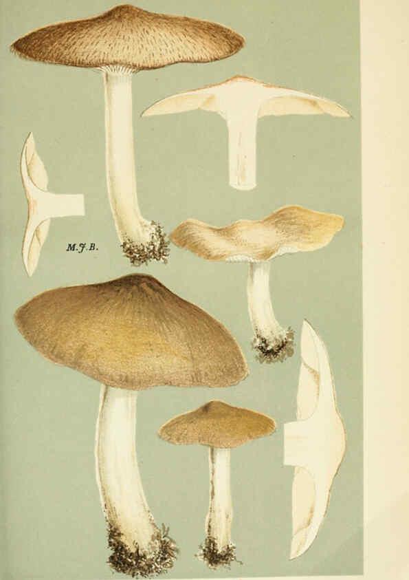 Reproducción/Reproduction 6056191032: Illustrations of British fungi (Hymenomycetes) London,Williams and Norgate,1881-91