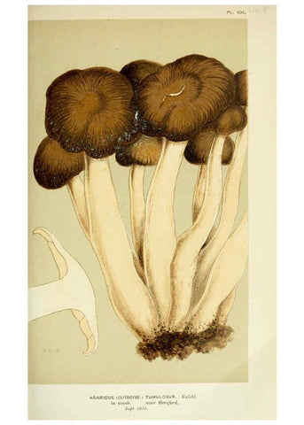 Reproducción/Reproduction 6056191346: Illustrations of British fungi (Hymenomycetes) London,Williams and Norgate,1881-91