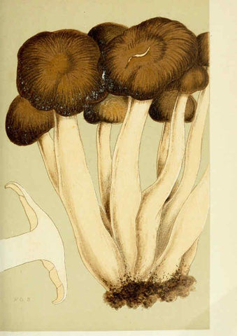 Reproducción/Reproduction 6056191346: Illustrations of British fungi (Hymenomycetes) London,Williams and Norgate,1881-91