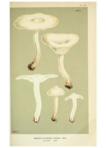 Reproducción/Reproduction 6056191530: Illustrations of British fungi (Hymenomycetes) London,Williams and Norgate,1881-91