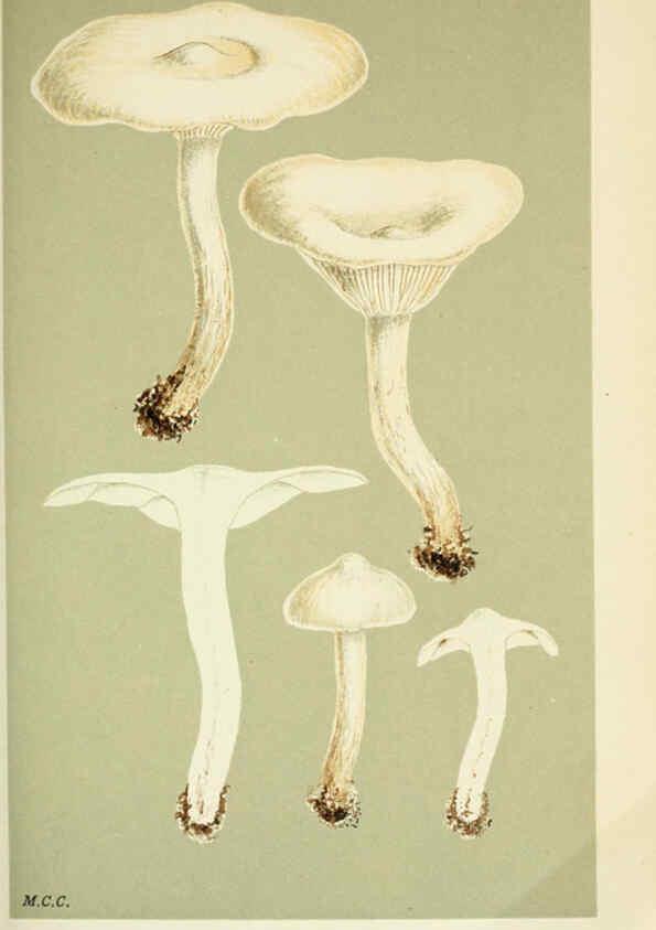 Reproducción/Reproduction 6056191530: Illustrations of British fungi (Hymenomycetes) London,Williams and Norgate,1881-91