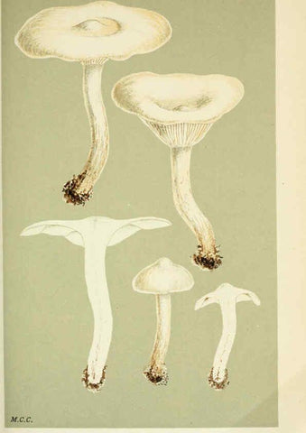 Reproducción/Reproduction 6056191530: Illustrations of British fungi (Hymenomycetes) London,Williams and Norgate,1881-91