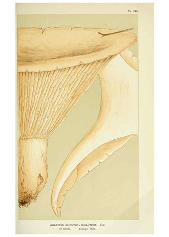 Reproducción/Reproduction 6056191710: Illustrations of British fungi (Hymenomycetes) London,Williams and Norgate,1881-91