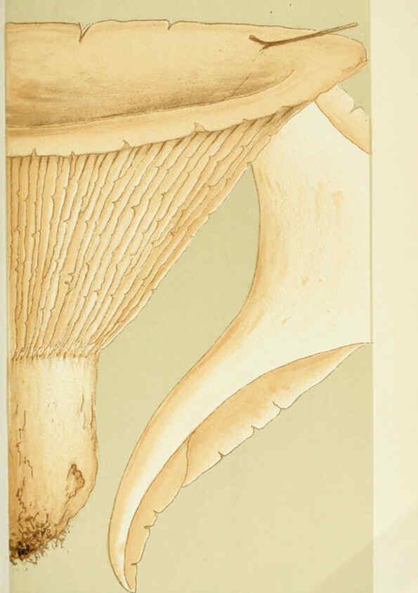 Reproducción/Reproduction 6056191710: Illustrations of British fungi (Hymenomycetes) London,Williams and Norgate,1881-91