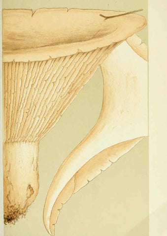 Reproducción/Reproduction 6056191710: Illustrations of British fungi (Hymenomycetes) London,Williams and Norgate,1881-91