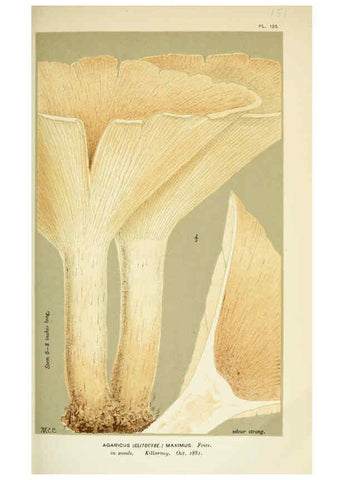 Reproducción/Reproduction 6055645135: Illustrations of British fungi (Hymenomycetes) London,Williams and Norgate,1881-91