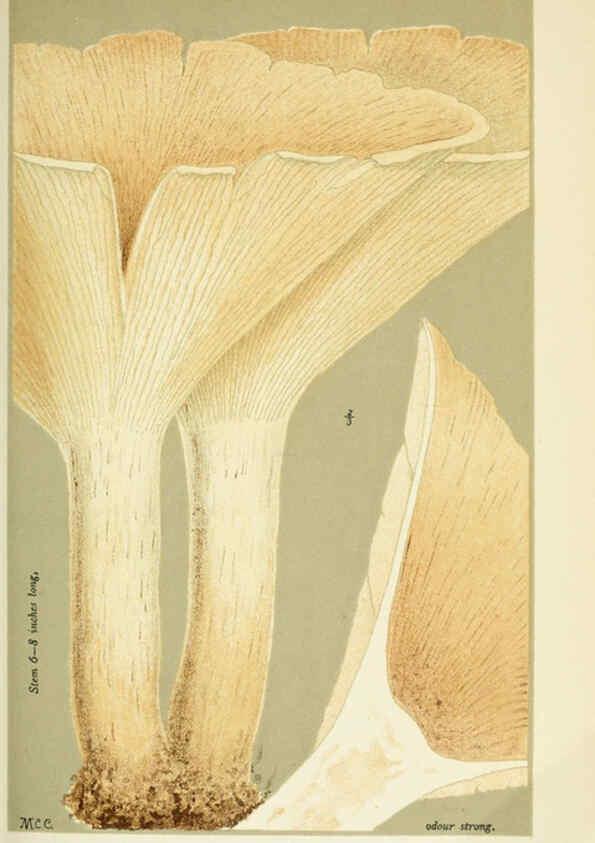 Reproducción/Reproduction 6055645135: Illustrations of British fungi (Hymenomycetes) London,Williams and Norgate,1881-91