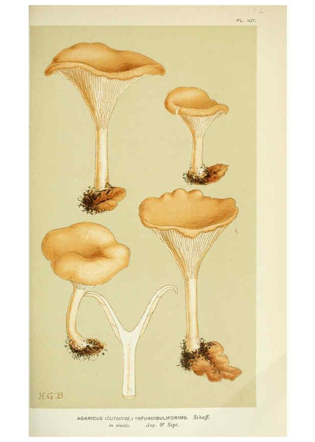 Reproducción/Reproduction 6056192074: Illustrations of British fungi (Hymenomycetes) London,Williams and Norgate,1881-91