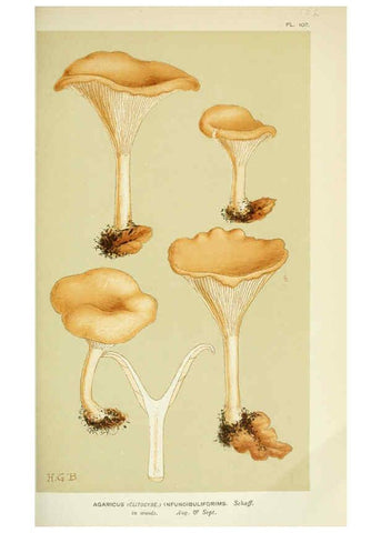 Reproducción/Reproduction 6056192074: Illustrations of British fungi (Hymenomycetes) London,Williams and Norgate,1881-91