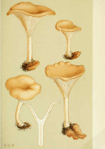 Reproducción/Reproduction 6056192074: Illustrations of British fungi (Hymenomycetes) London,Williams and Norgate,1881-91