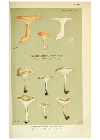 Reproducción/Reproduction 6055645805: Illustrations of British fungi (Hymenomycetes) London,Williams and Norgate,1881-91