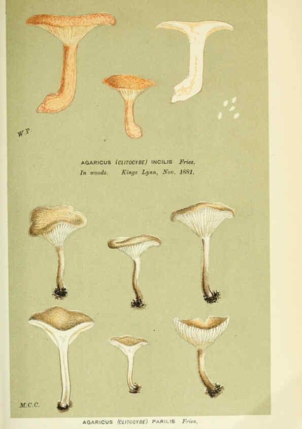 Reproducción/Reproduction 6055645805: Illustrations of British fungi (Hymenomycetes) London,Williams and Norgate,1881-91