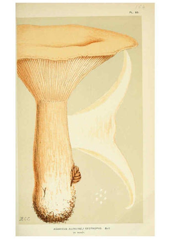 Reproducción/Reproduction 6056192802: Illustrations of British fungi (Hymenomycetes) London,Williams and Norgate,1881-91